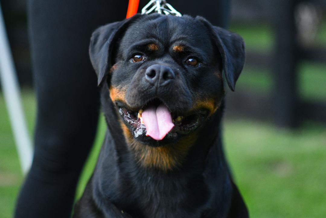 Serbian Line Rottweiler Zona of Torma House – Serbian Rottweiler kennel
