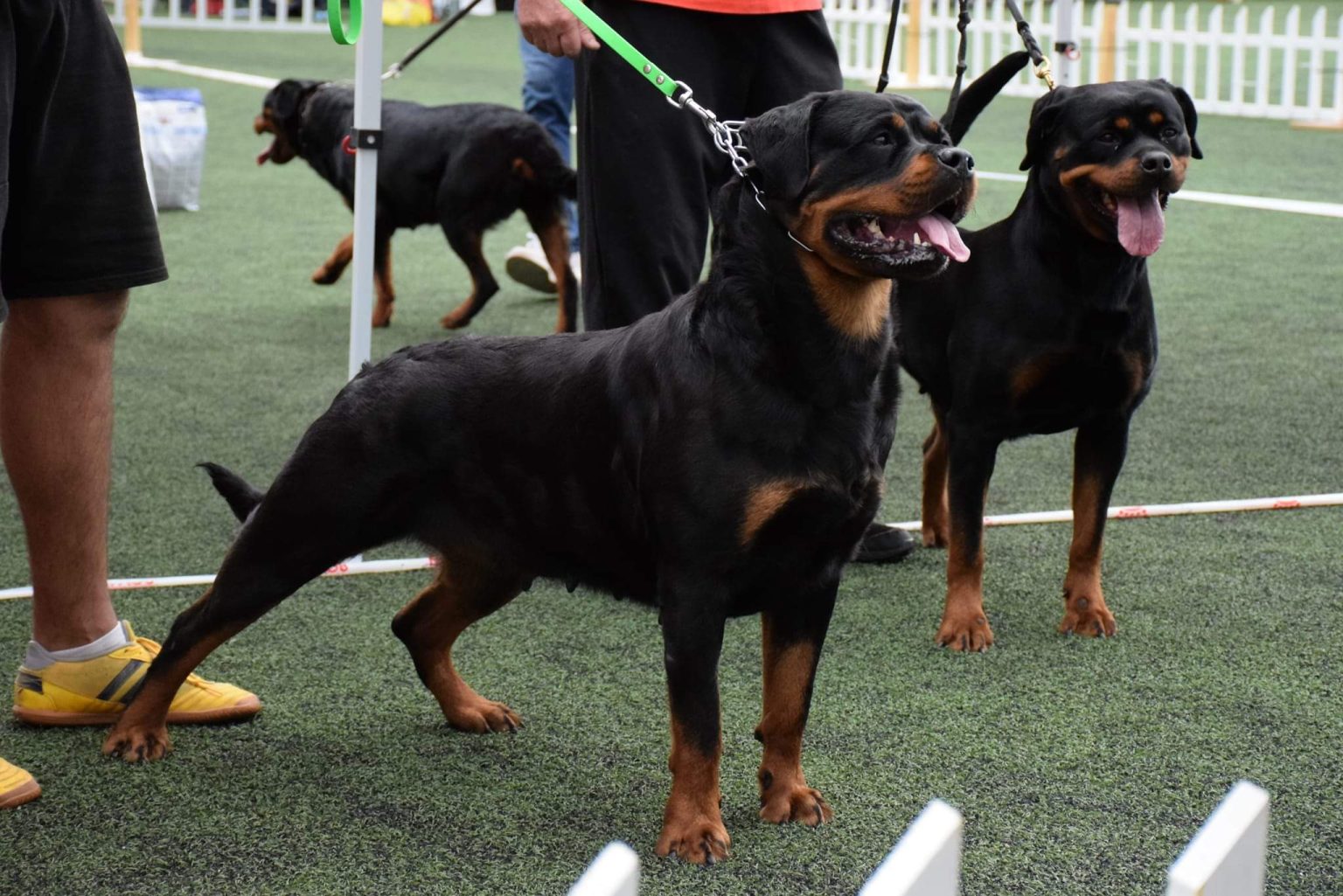 Karla vd Maxirott – Serbian Rottweiler kennel