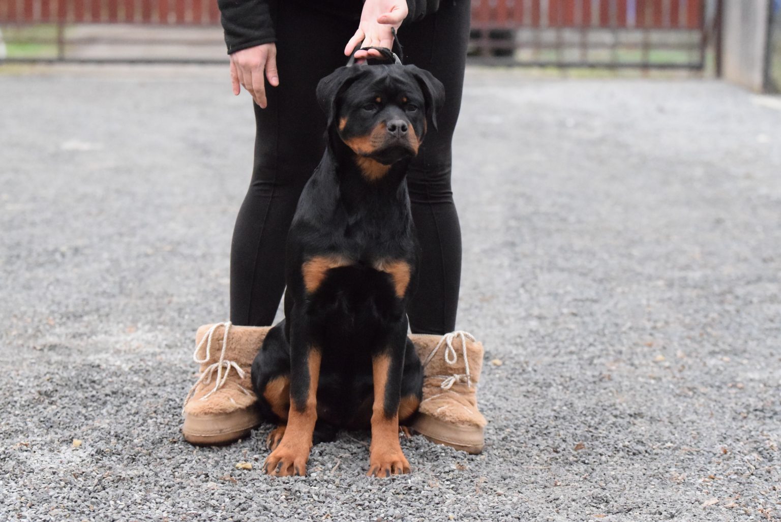 Serbie Rottweiler Serbian Rottweiler kennel – We Rottweiler kennel from Serbia and we ...
