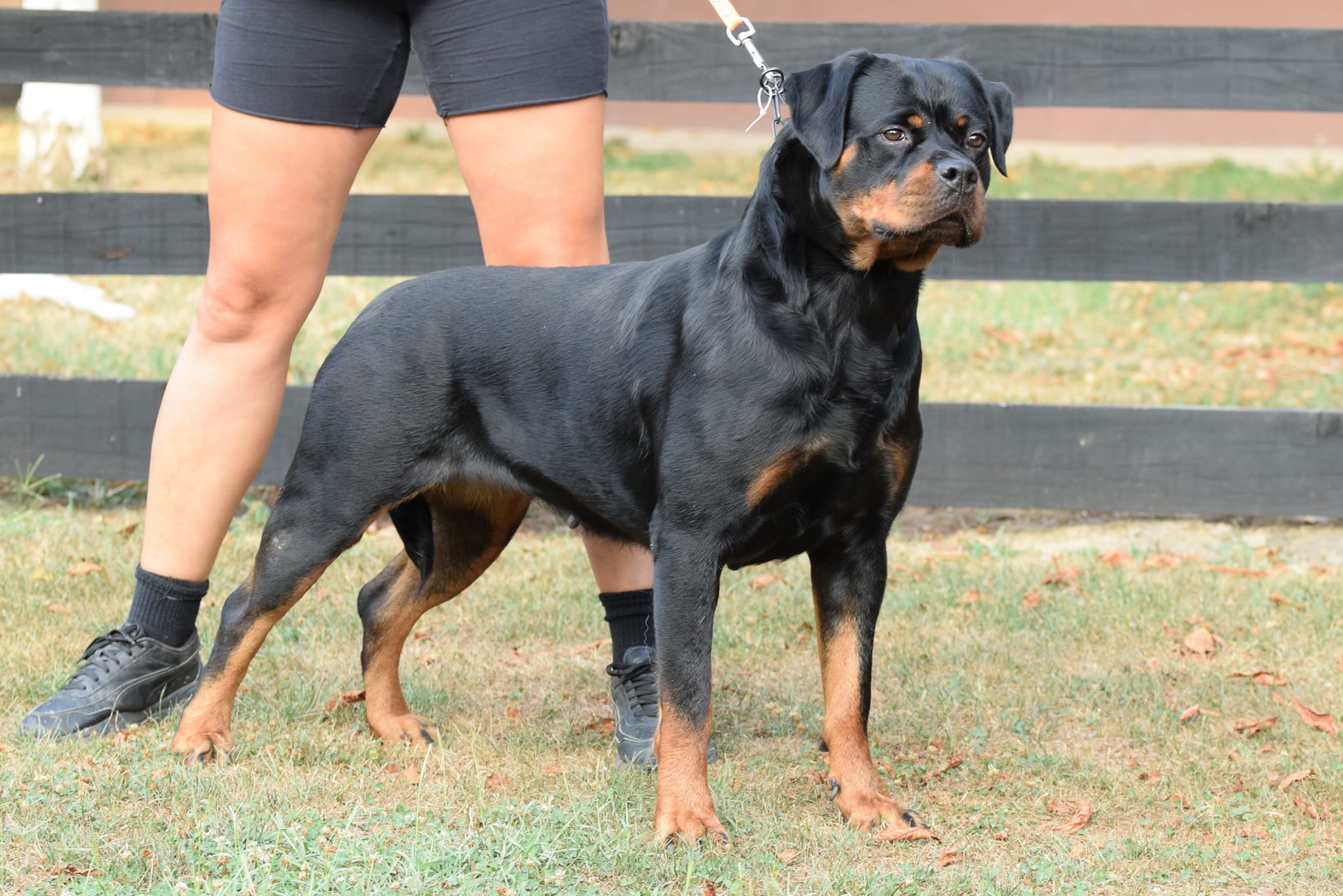 Serbie Rottweiler Omnia of Torma House – Serbian Rottweiler kennel