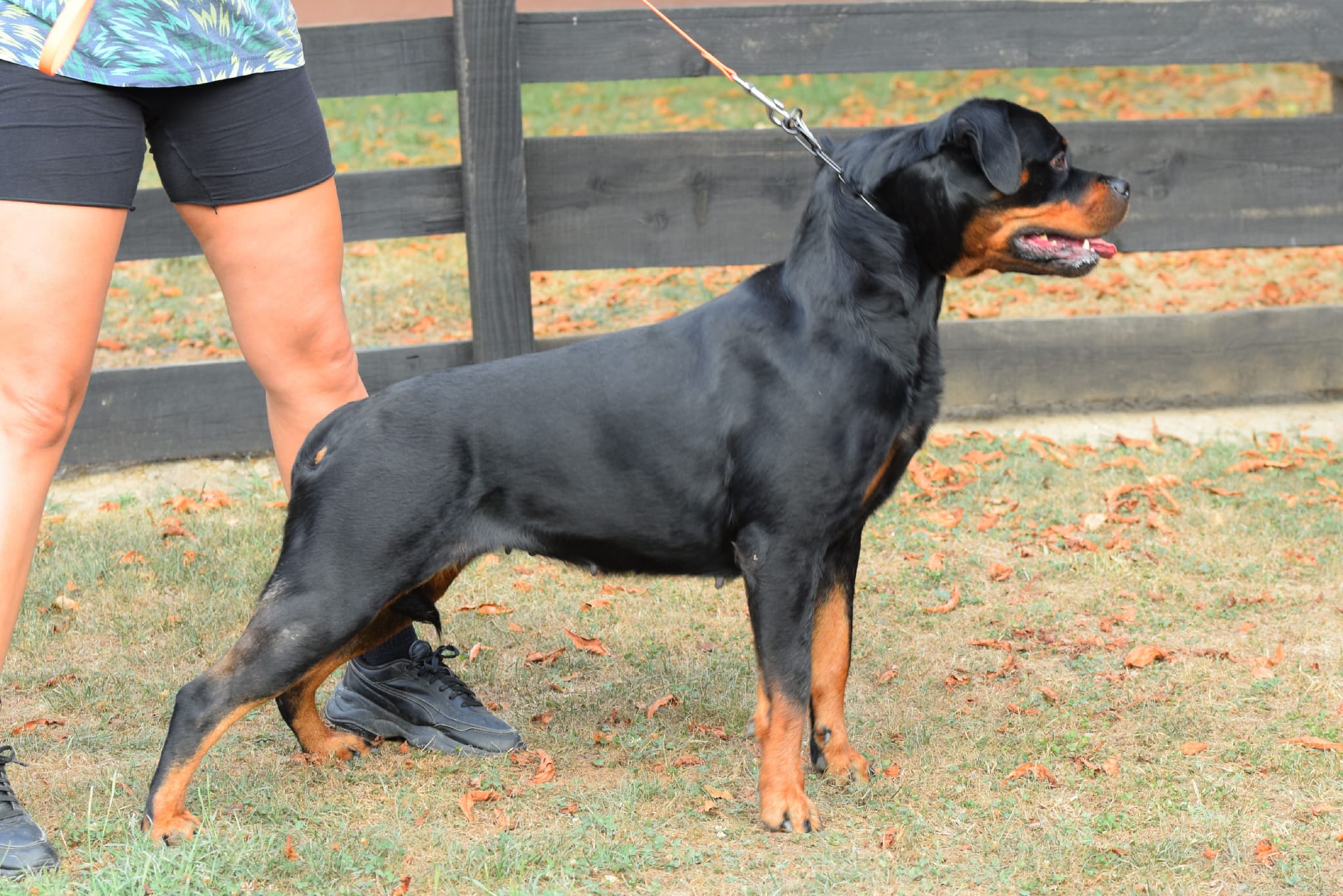 Serbie Rottweiler Omnia of Torma House – Serbian Rottweiler kennel